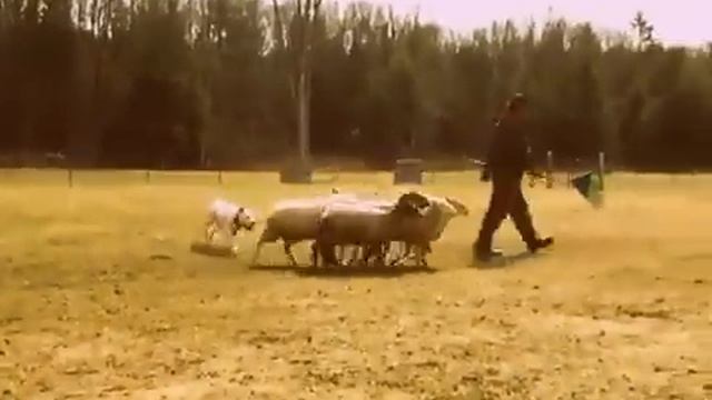 Рабочий английский бульдог Мина - скотоводство смотреть онлайн