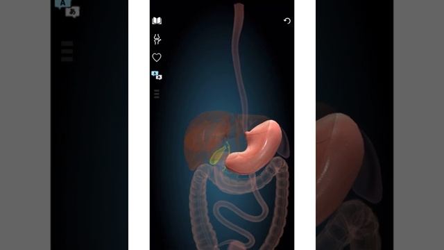 Пищеварительная система (глотка, пищевод, желудок). Анатомия. Часть 2 смотреть онлайн