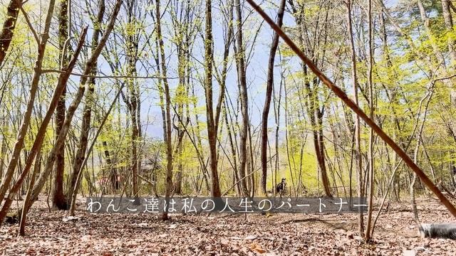 癒し?田舎暮らし|60代コーデ|人間関係に疲れて築いた絆|ガーデニング|vlog|スローライフ|ワンライフ タラの芽天ぷら御膳? смотреть онлайн