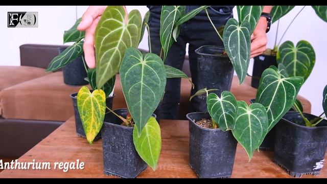 Anthurium Regale Update 2021