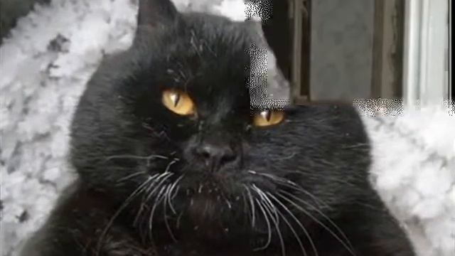 МЫ ВСЕ ПЕРЕЖИВЕМ....(котики). смотреть онлайн