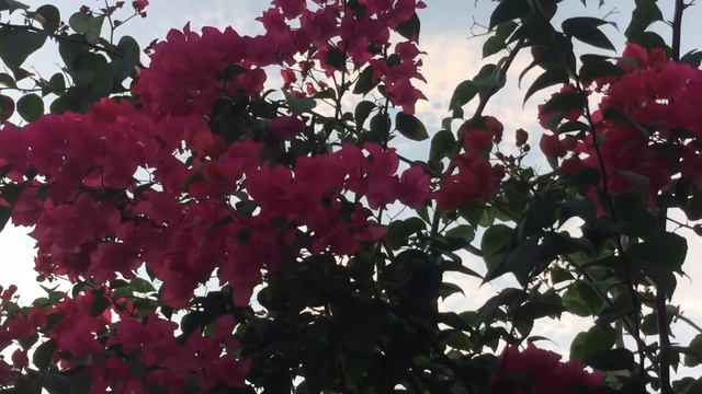 Red Bougainvillea 14M смотреть онлайн