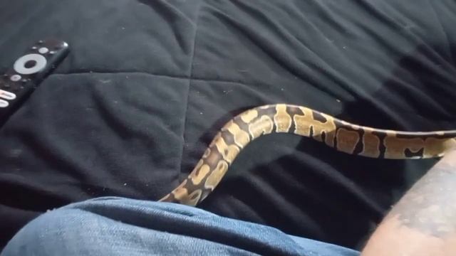 Ball pythons "What is a Healthy size for My Ball Python"? (New Video 2022) смотреть онлайн