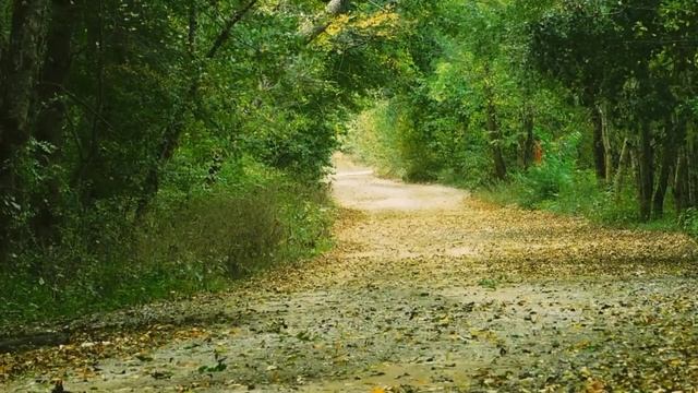 Звуки природы. Шум падающих листьев в золотую осень для релаксации, сна и отдыха 1,5 часа смотреть онлайн