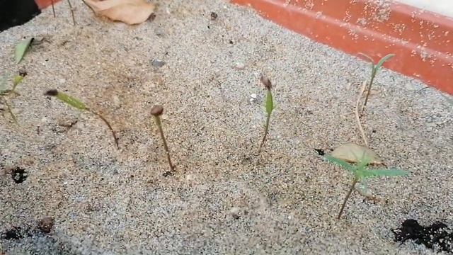 Как вырастить кипарис из семян смотреть онлайн