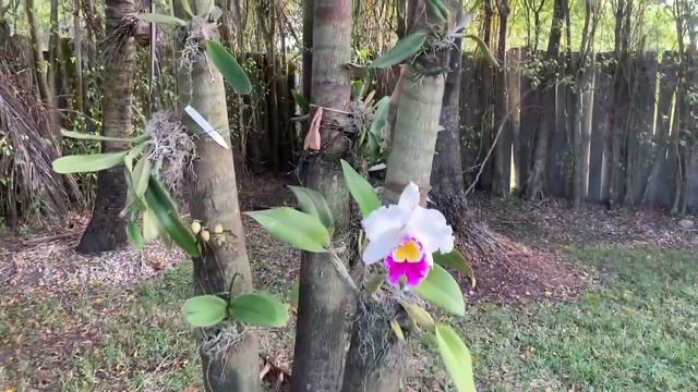 February 2019 Orchid Update, New Blooms, Garden Tour смотреть онлайн