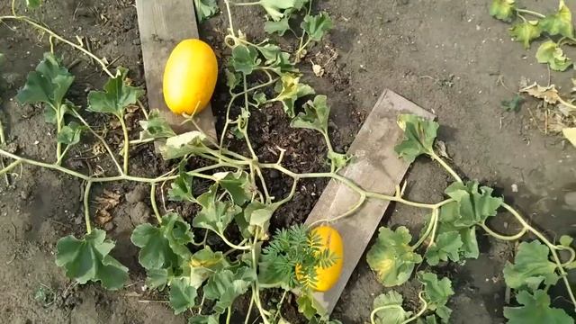 Выращивание дыни на Урале это реально. смотреть онлайн