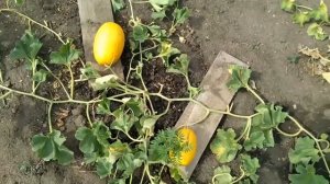 Выращивание дыни на Урале это реально.