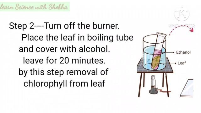 Class 7th chapter 1st Experiment test for starch present in leaf (iodine test) смотреть онлайн