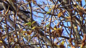 какие звуки издают сороки