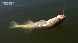 А ТЫ ЗНАЕШЬ! Когда ловить судака весной! Не пропусти клев судака в марте!