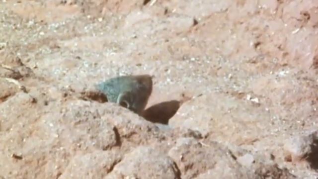 Даже Королевская Кобра Боится Этого Убийцы Змей смотреть онлайн