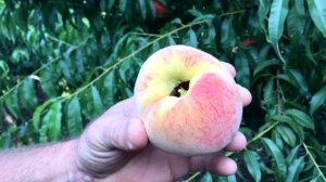 Обзор персика ЭРЛИ РЕД/Хороший коммерческий сорт!!!2021