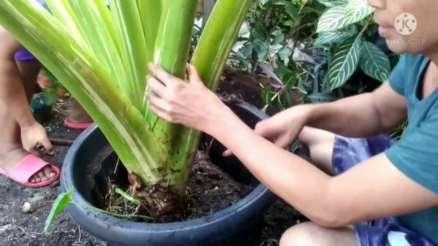 REPOTTING THE BIGGEST VARIEGATED ALBO ALOCASIA / Right Spot for good variegation смотреть онлайн