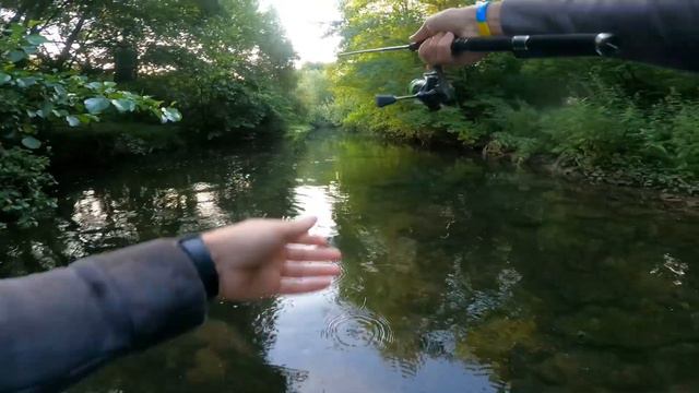 Раздача трофейной Форели, "Царство дикой Форели" #forellenangeln #troutfishing #ловляфорели смотреть онлайн