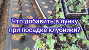 Урок 43. Что добавить в лунку при посадке клубники? #выращиваниеклубники #посадкаклубники