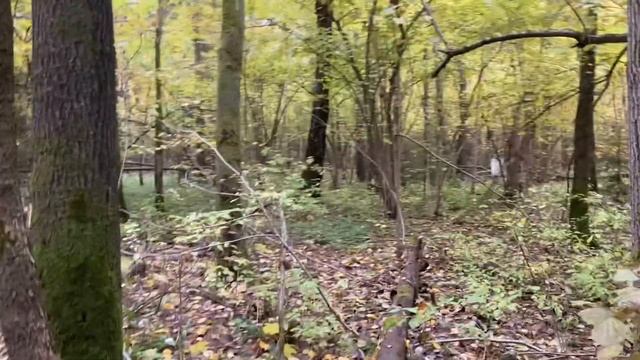 Мы за грибами ! Вы с нами ? / Определитель грибов / Нашли заблудившегося в СНТ 1 октября 2021 г. смотреть онлайн