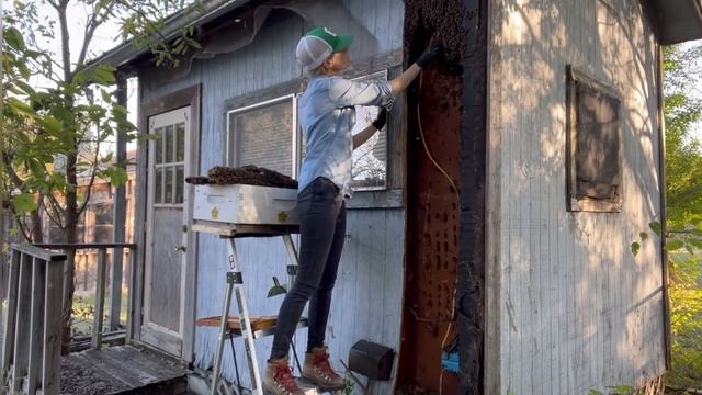 Huge Beehive with 8-foot Long Honeycomb! смотреть онлайн