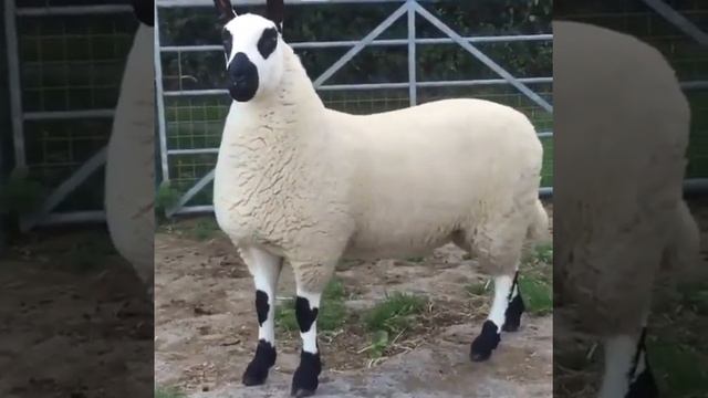 самые крупный баран смотреть онлайн