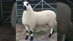 самые крупный баран