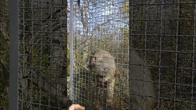 Шок!!!Обезьяна сошла с ума!!!! смотреть онлайн