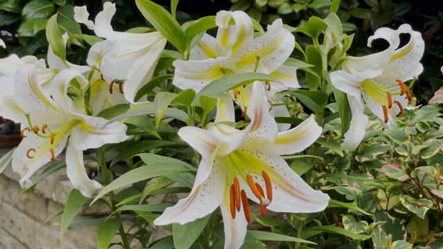 EASY SUMMER FLOWERING BULBS – Summer Hyacinth, Lily, Eucomis, Peacock Orchid & More