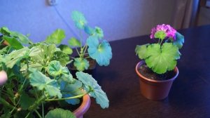 Как прищипывать герань. Прищипка пеларгонии