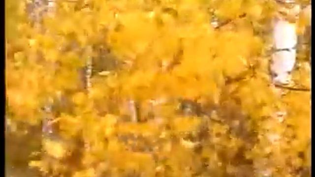 песня клип "Раненная птица" смотреть онлайн