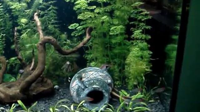 Запуск аквариума 240л смотреть онлайн