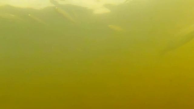 Рыбалка на Каме. Поплавок. Подводная съемка. 2020. смотреть онлайн