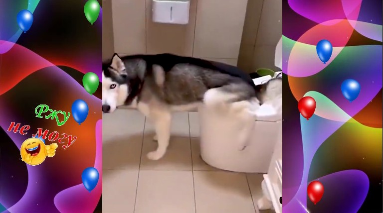 Кошки и собаки 2022 / Самое смешное видео про животных... смотреть онлайн