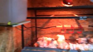 Содержание бройлеров в клетках. Помещение для бройлеров