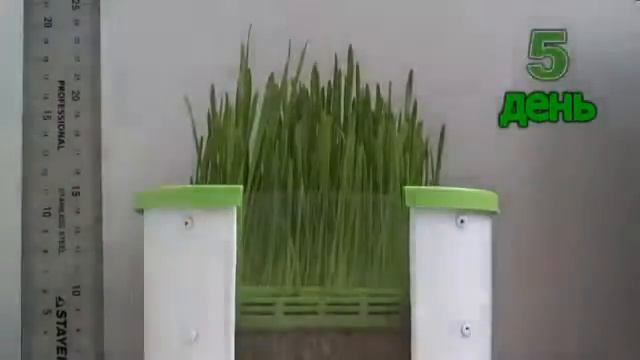 Гидропонный проращиватель Здоровья Клад смотреть онлайн