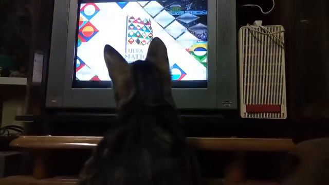 Cat watching football (Russia - Turkey) / Кошка смотрит футбол (Россия — Турция) смотреть онлайн