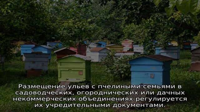 Пасека — что это смотреть онлайн