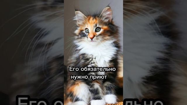 Трехцветный кот ?? смотреть онлайн