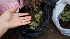 Хризантема- мультифлора зимой: болезни, вредители и черенки