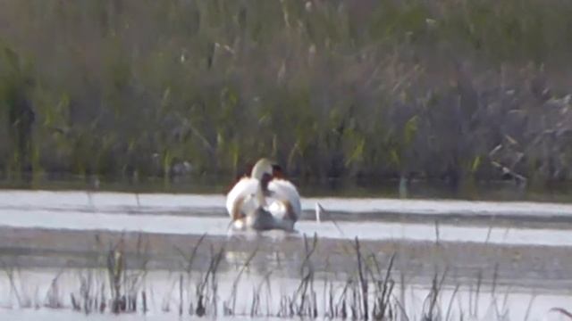 ЛЕБЕДЬ-ШИПУН НА ОХРАНЕ ГРАНИЦ СВОЕГО ГНЕЗДОВЬЯ(23.05.20) смотреть онлайн