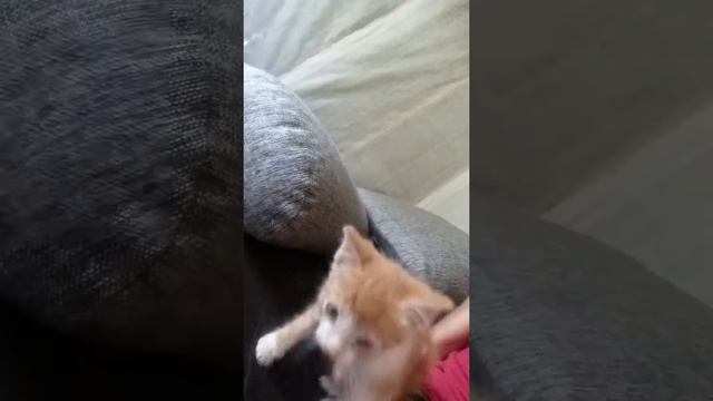 Мне купили котенка (Июлька! ) смотреть онлайн