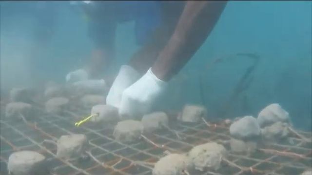 Wasini community coral rehabilitation смотреть онлайн