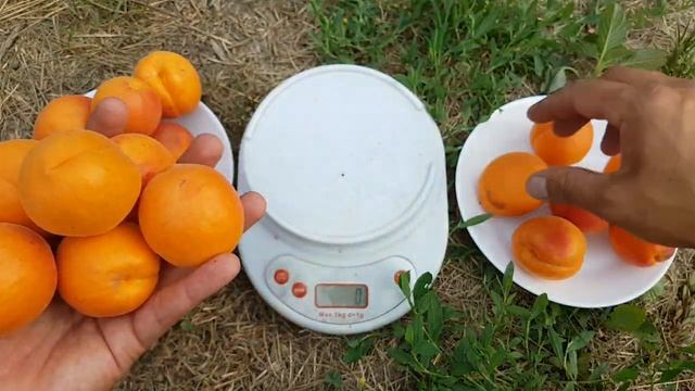 АБРИКОС ХАРОСТАР!!! Apricot Harostar!!! смотреть онлайн