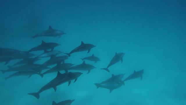 Dan Gibson’s Solitudes - Mystic Blue | Dolphin Dreams смотреть онлайн