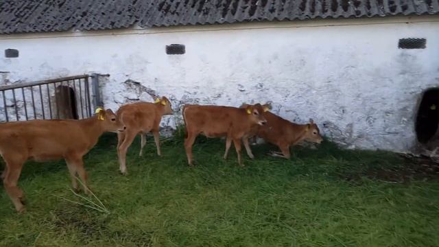 Телята на ферме джерсийской породы КРС смотреть онлайн