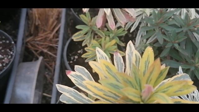 Мои вечнозелёные растения смотреть онлайн