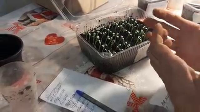 ГАЗАНИЯ ВЗОШЛА ЩЕТКОЙ что дальше ВАЖНЫЕ МОМЕНТЫ УХОДА ЗА ГАЦАНИЕЙ.mp4 смотреть онлайн