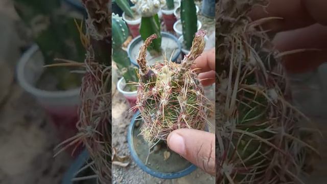 Thelocactus Bicolor (Echinocactus)