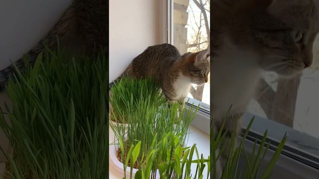 Моя любимая кошка кушает траву смотреть онлайн