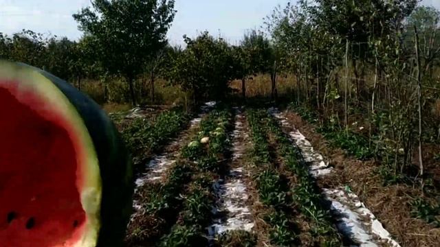 Арбузный сок через #мешок_Пифагора Половинки арбузов на мульчу в #клубничная_эко_плантация. Грузия. смотреть онлайн