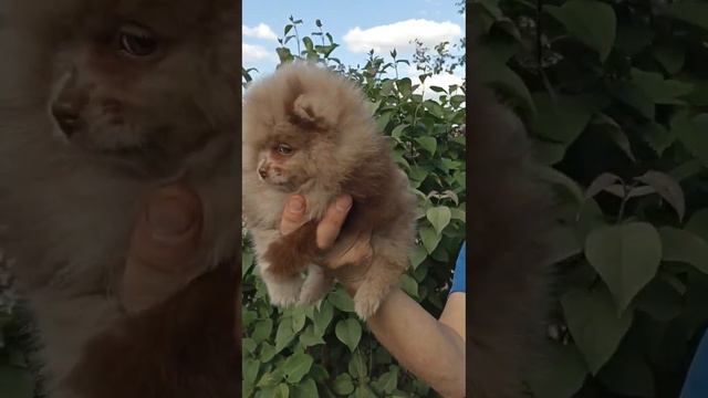 девочка померанского шпица. доступна. вайбер, ватсапп 89081232726 смотреть онлайн