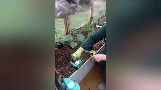 #ВЫСАЖИВАЕМ ОГУРЦЫ#1 мая# смотреть онлайн